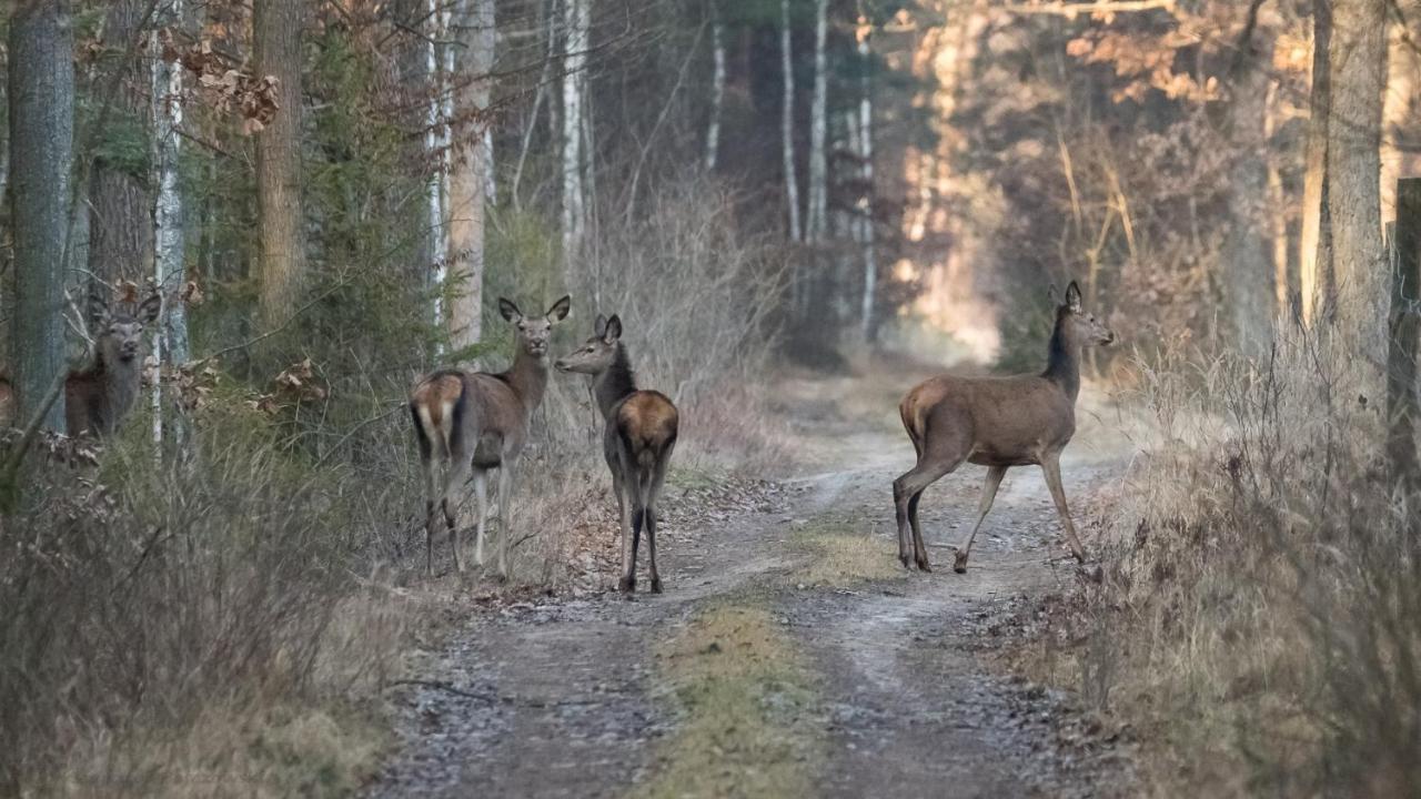 Willa Dom w dolince Iwaniska Zewnętrze zdjęcie